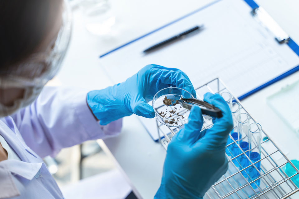 Researcher wearing blue gloves examines samples in a petri dish at a laboratory workbench.